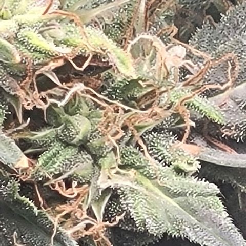 Chocolate mints og auto growlog photo: Doro