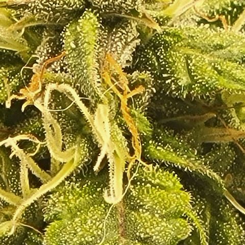 Chocolate mints og auto growlog photo: Choco 