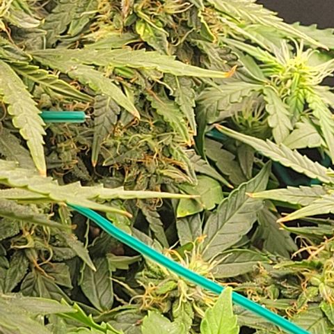 Chocolate mints og auto growlog photo: Choco 