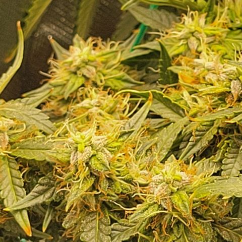 Chocolate mints og auto growlog photo: Choco 