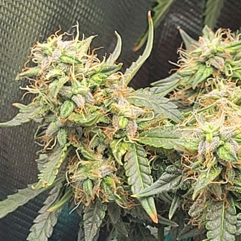 Chocolate mints og auto growlog photo: Choco 