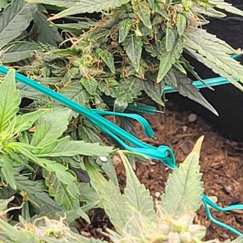 Chocolate mints og auto growlog photo: Choco 