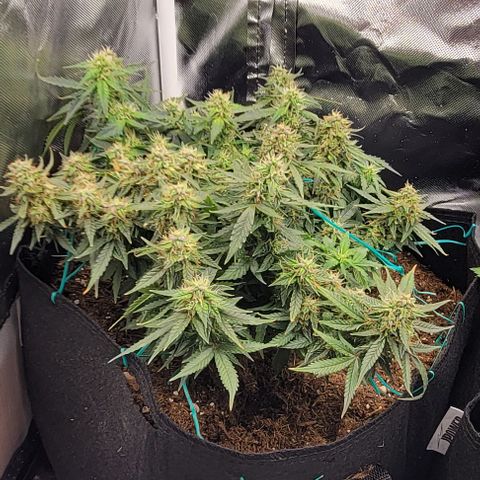 Chocolate mints og auto growlog photo: Choco 