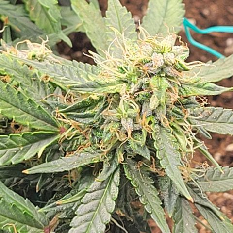 Chocolate mints og auto growlog photo: Choco 