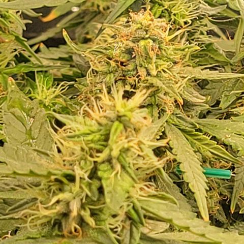 Chocolate mints og auto growlog photo: Choco 