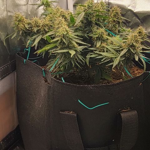 Chocolate mints og auto growlog photo: Choco 