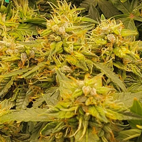 Chocolate mints og auto growlog photo: Choco 