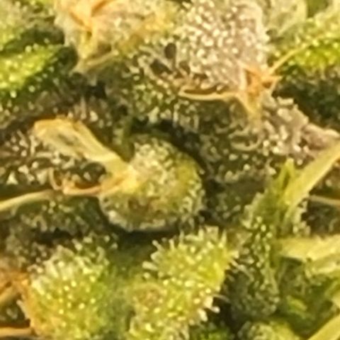 Chocolate mints og auto growlog timeline photo