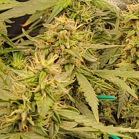 Chocolate mints og auto growlog timeline photo