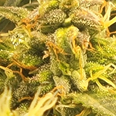 Chocolate mints og auto growlog timeline photo