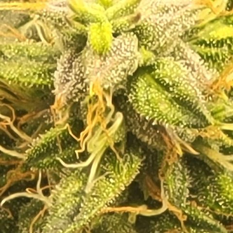 Chocolate mints og auto growlog timeline photo