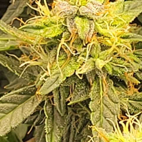 Chocolate mints og auto growlog timeline photo