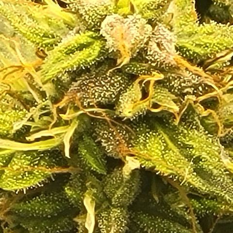 Chocolate mints og auto growlog timeline photo