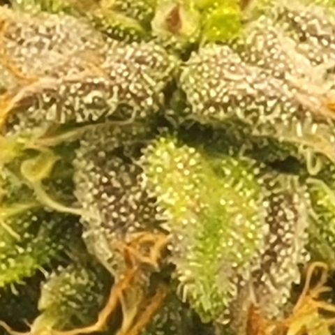 Chocolate mints og auto growlog timeline photo