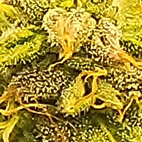 Chocolate mints og auto growlog timeline photo