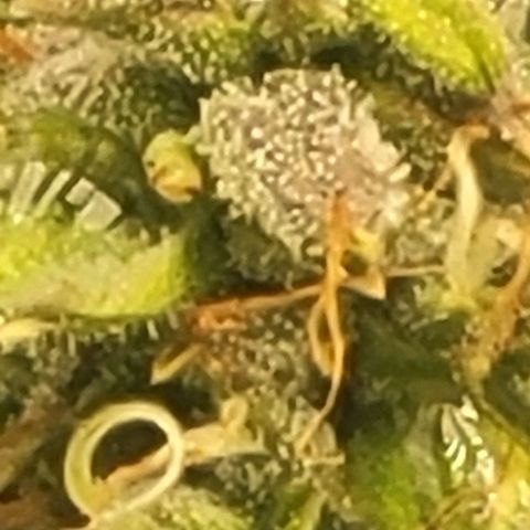 Chocolate mints og auto growlog timeline photo