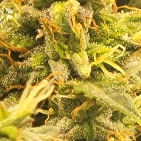 Chocolate mints og auto growlog timeline photo