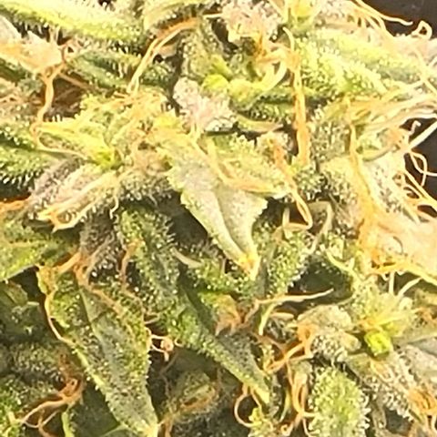 Chocolate mints og auto growlog timeline photo