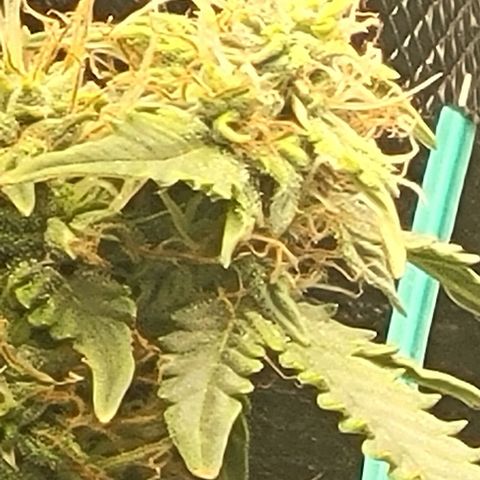 Chocolate mints og auto growlog timeline photo