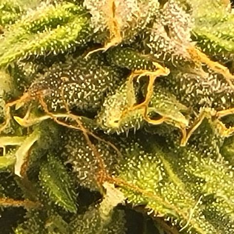 Chocolate mints og auto growlog timeline photo
