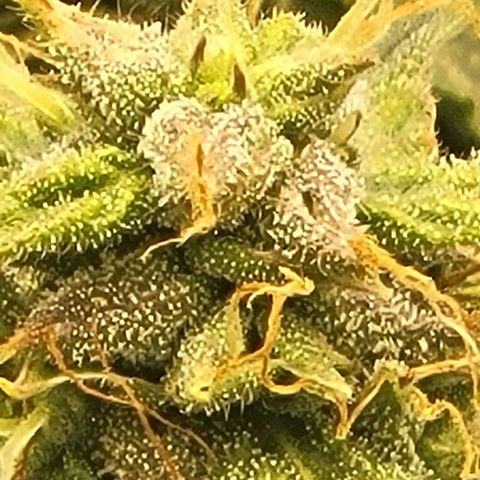 Chocolate mints og auto growlog timeline photo