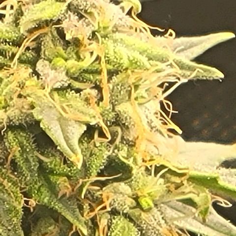 Chocolate mints og auto growlog timeline photo