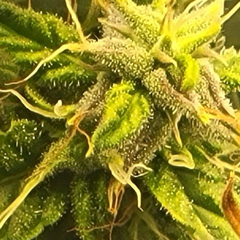 Chocolate mints og auto growlog timeline photo