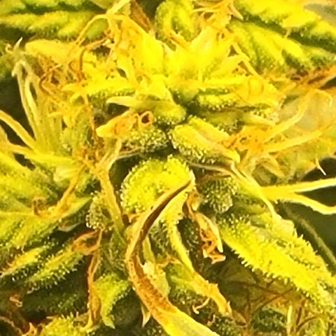 Chocolate mints og auto growlog timeline photo