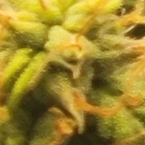 Chocolate mints og auto growlog timeline photo