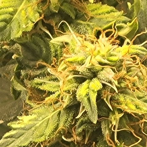 Chocolate mints og auto growlog timeline photo