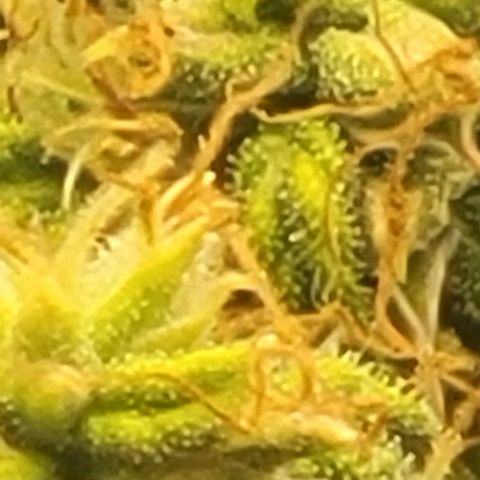 Chocolate mints og auto growlog timeline photo