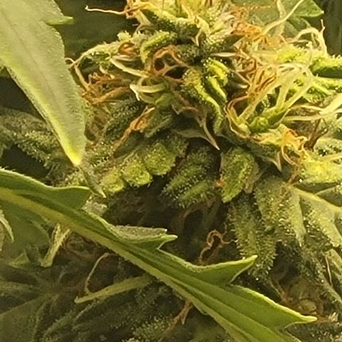 Chocolate mints og auto growlog timeline photo