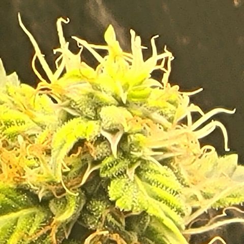 Chocolate mints og auto growlog timeline photo