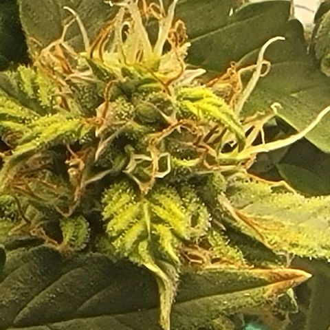 Chocolate mints og auto growlog timeline photo
