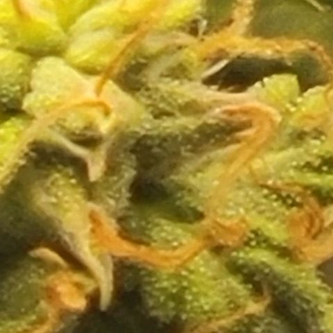 Chocolate mints og auto growlog timeline photo