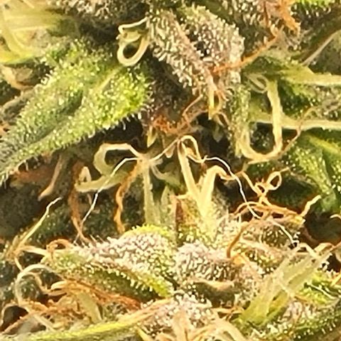 Chocolate mints og auto growlog timeline photo