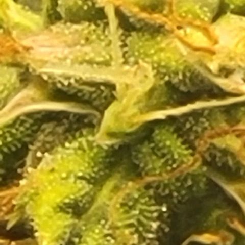 Chocolate mints og auto growlog timeline photo