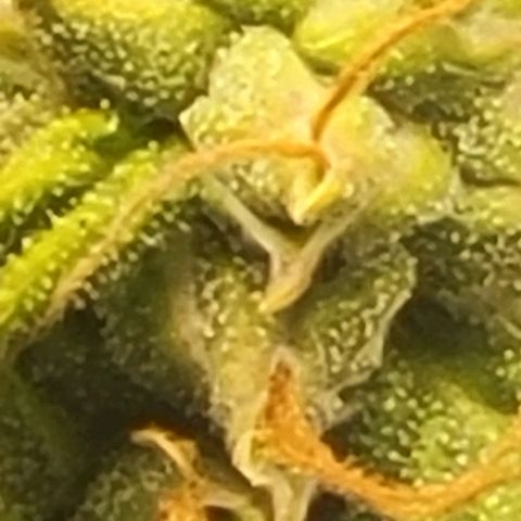 Chocolate mints og auto growlog timeline photo