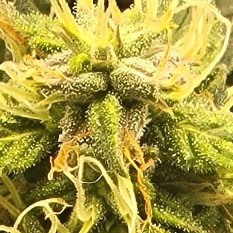 Chocolate mints og auto growlog timeline photo