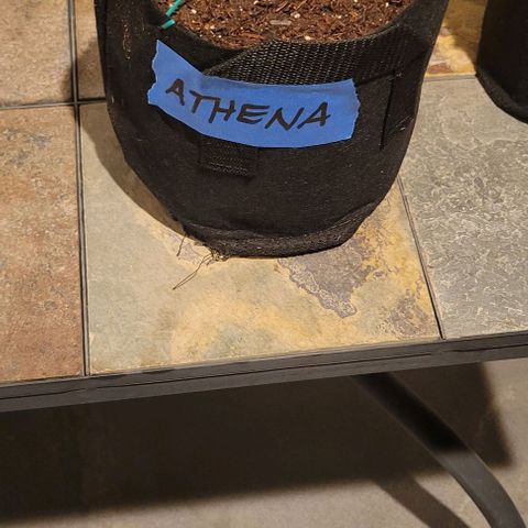 GREAT UNKNOWN  growlog photo: Mud and Athena and Stevie 