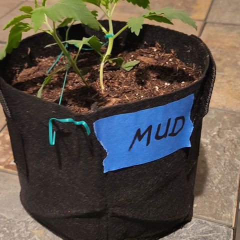 GREAT UNKNOWN  growlog photo: Mud and Athena and Stevie 