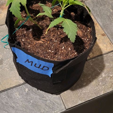 GREAT UNKNOWN  growlog photo: Mud and Athena and Stevie 