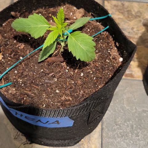GREAT UNKNOWN  growlog photo: Mud and Athena and Stevie 