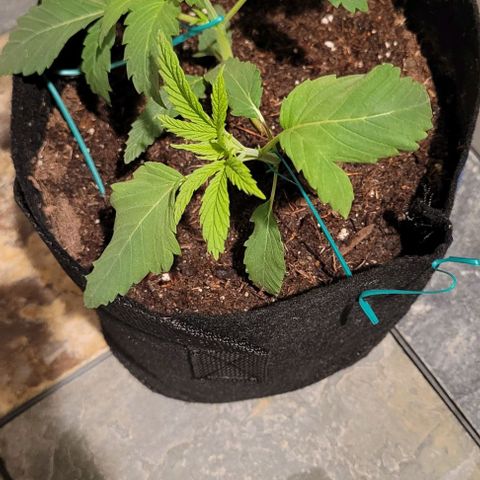 GREAT UNKNOWN  growlog photo: Mud and Athena and Stevie 