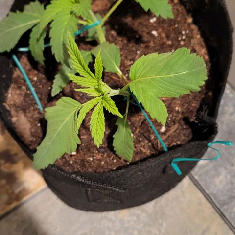 GREAT UNKNOWN  growlog photo: Mud and Athena and Stevie 