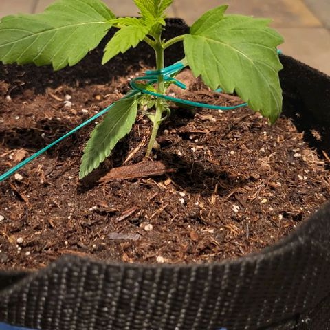 GREAT UNKNOWN  growlog photo: Mud and Athena and Stevie 