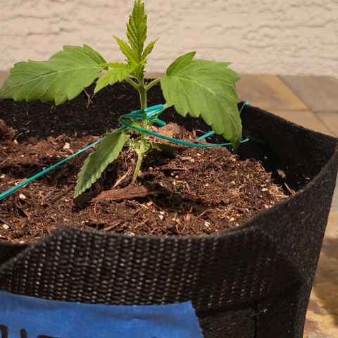 GREAT UNKNOWN  growlog photo: Mud and Athena and Stevie 