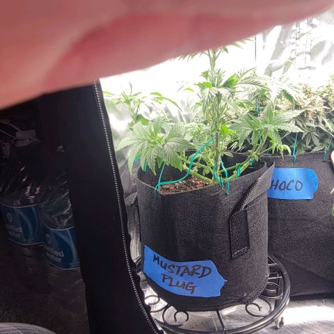 Shango church growlog photo: Gave em a trim they too center heavy