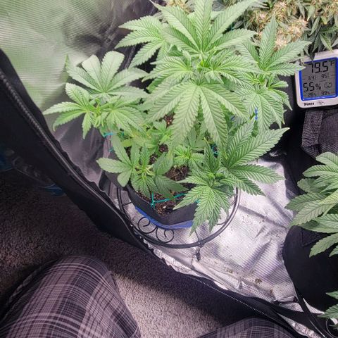 Shango church growlog photo: Gave em a trim they too center heavy