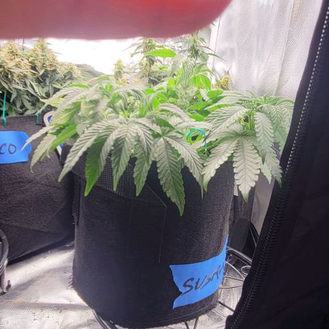 Shango church growlog photo: Gave em a trim they too center heavy